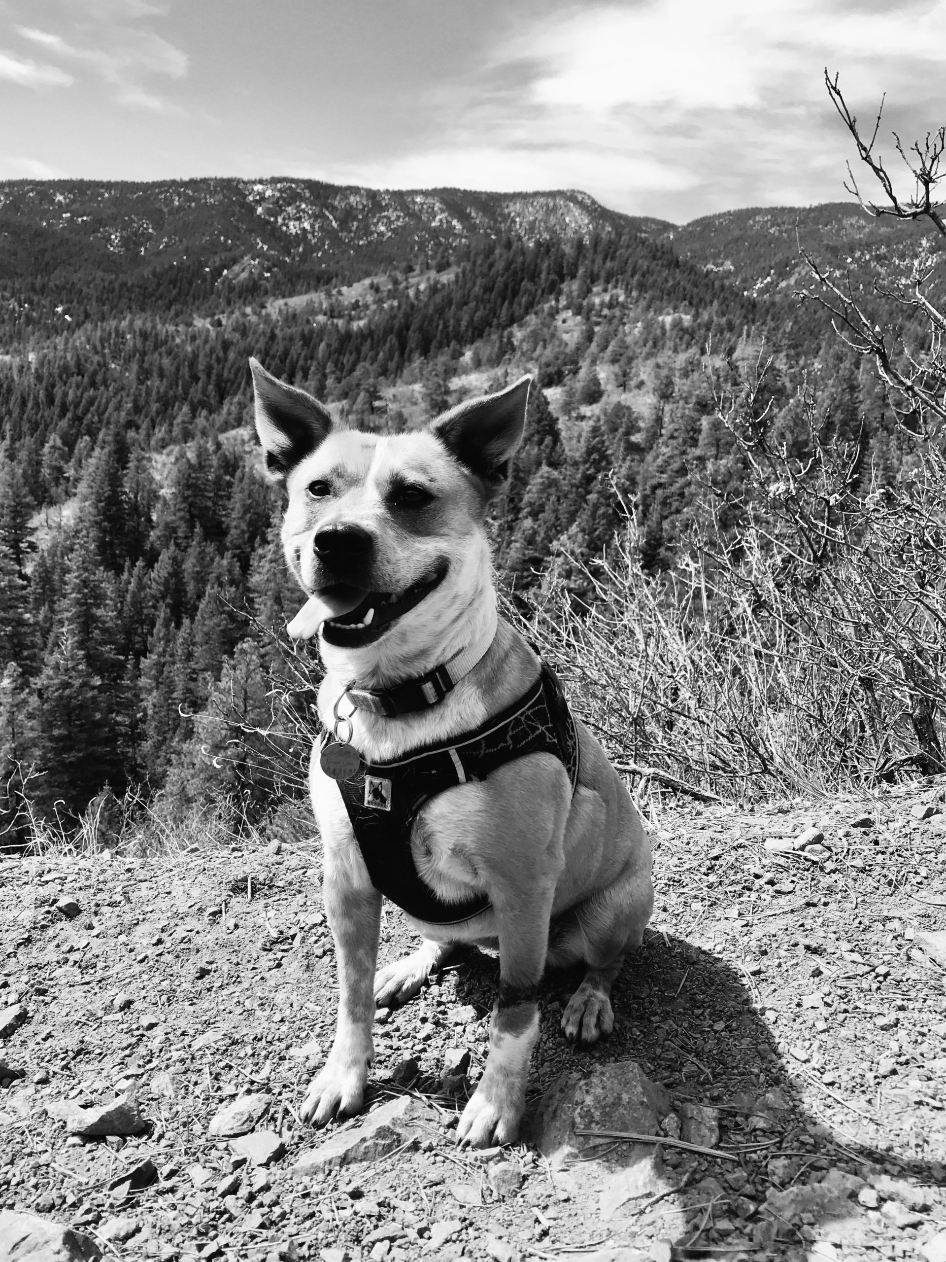 Book Release! “Finding Home”